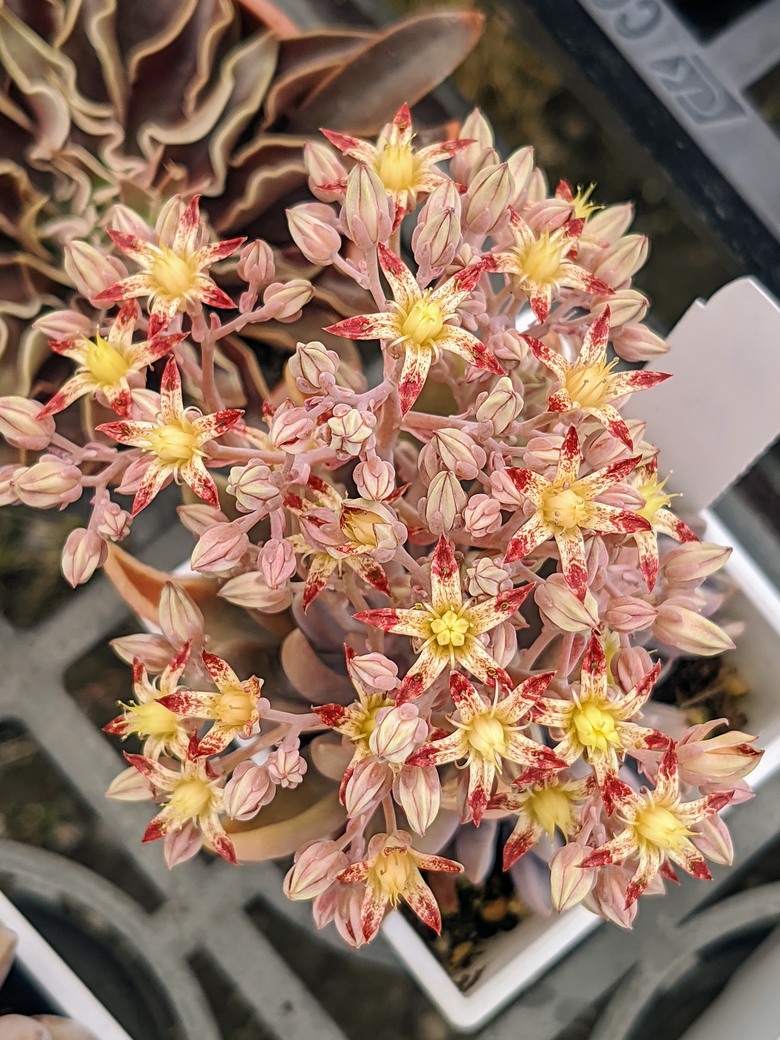 多肉植物開花 台南市歸仁區七甲花卉區 03/15