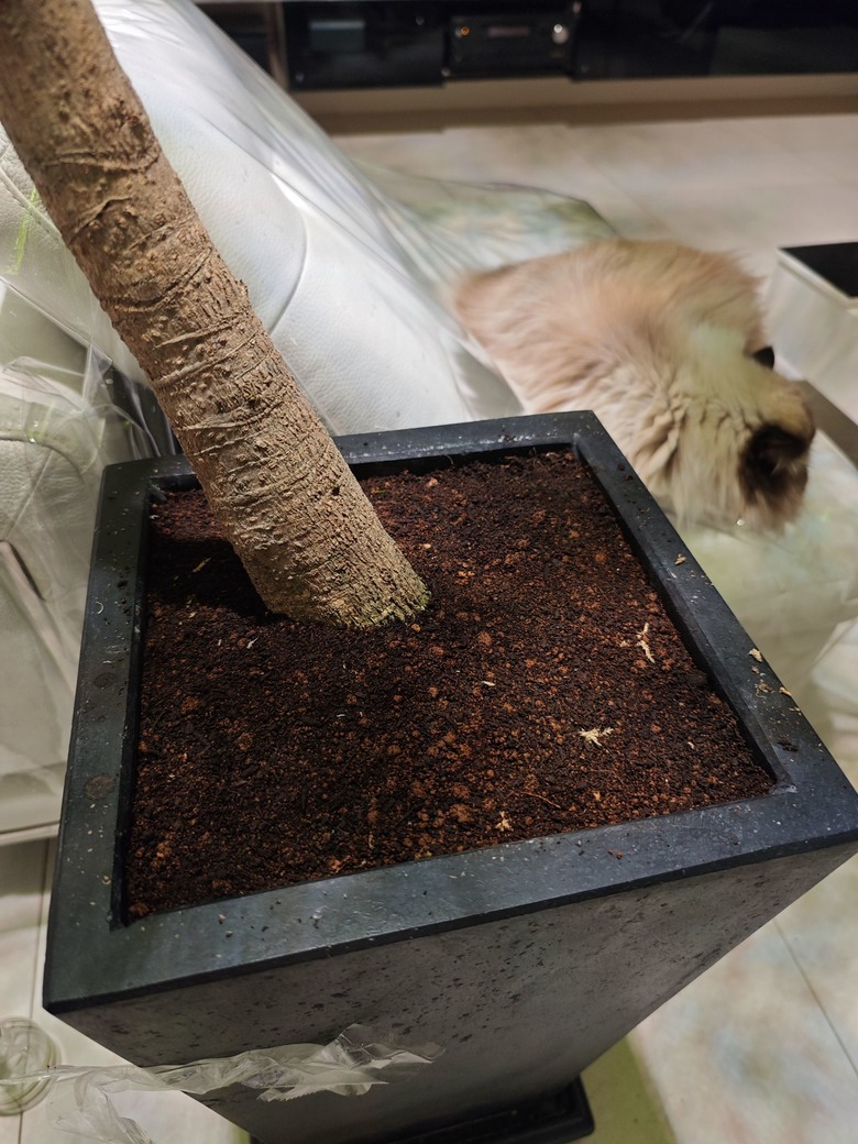[分享] 盆栽綠化再綠化 - 苔蘚初體驗