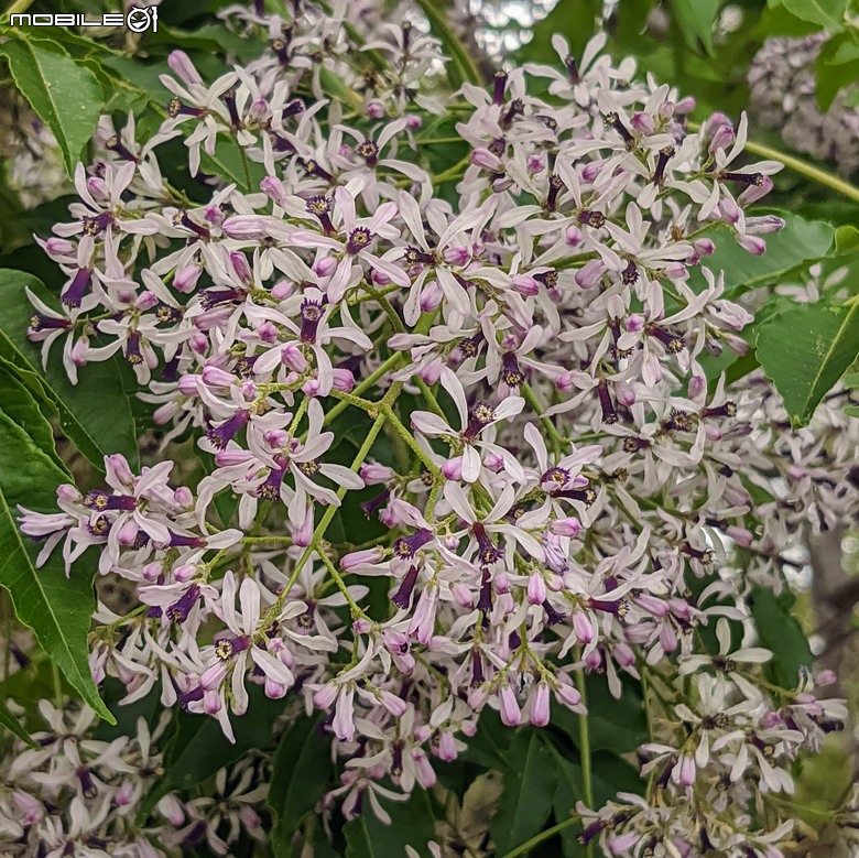 黃花風鈴木 台南市東區林森路二段 03/15