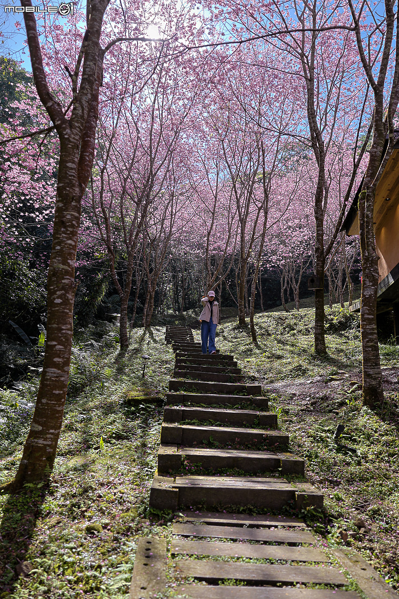 用RF24mm f/1.4L VCM拍下粉紅櫻花林，超夢幻！