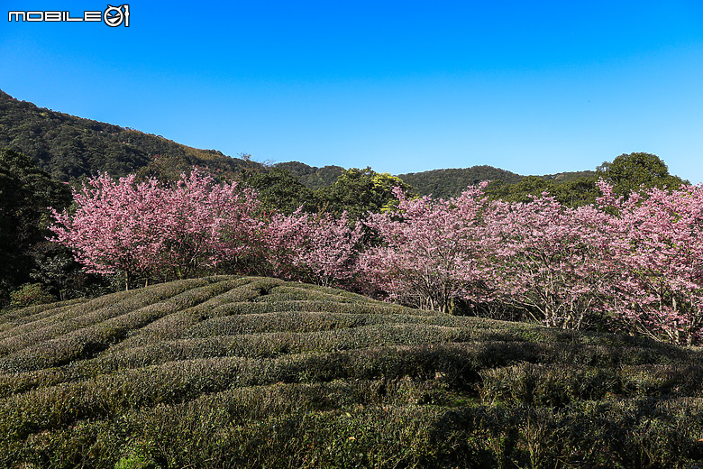 用RF24mm f/1.4L VCM拍下粉紅櫻花林，超夢幻！