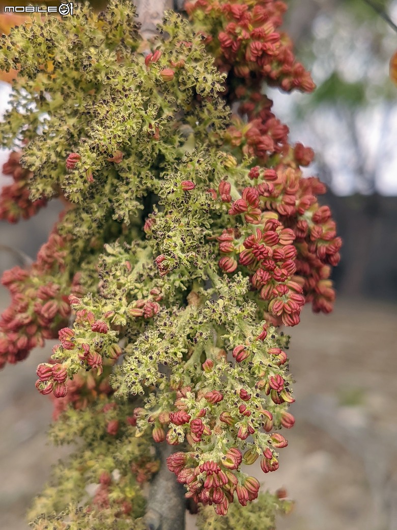 黃花風鈴木 台南市東區林森路二段 03/15