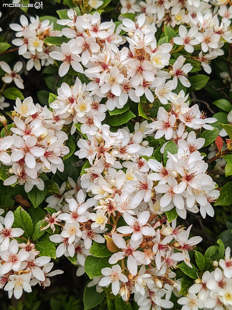 黃花風鈴木 台南市東區林森路二段 03/15