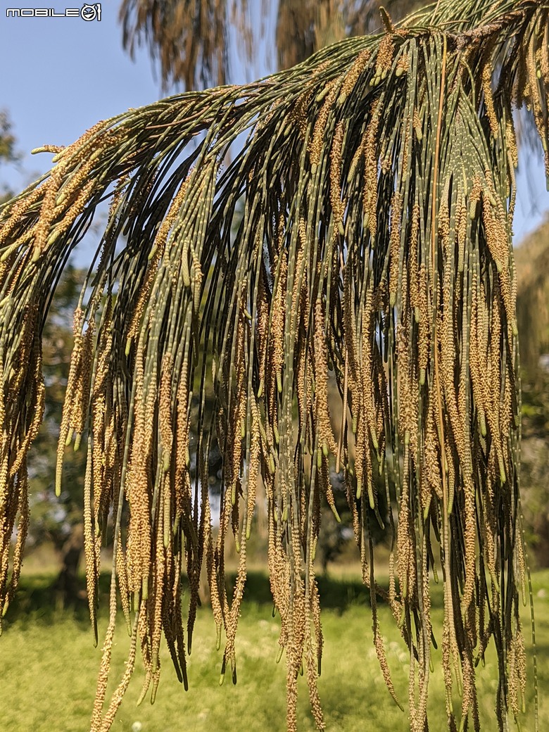 錫葉藤+茴香+木麻黃+西洋接骨木 台南市山上區水道博物館淨水池區 03/23