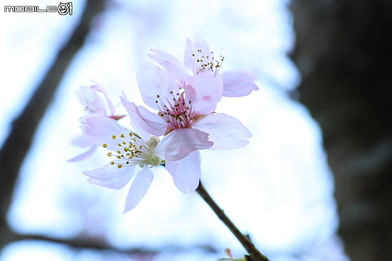 用RF24mm f/1.4L VCM拍下粉紅櫻花林，超夢幻！
