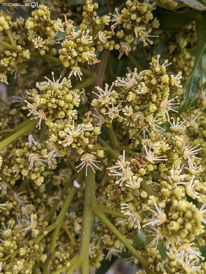黃花風鈴木 台南市東區林森路二段 03/15
