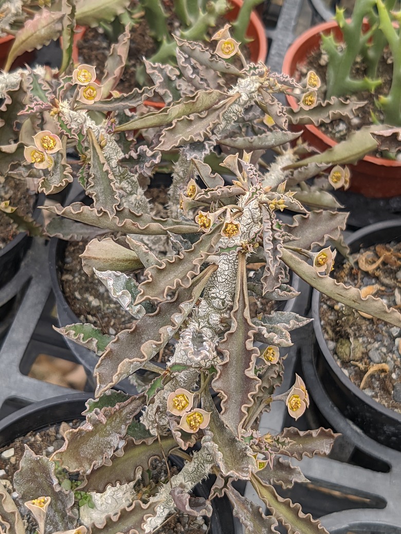 多肉植物開花 台南市歸仁區七甲花卉區 03/15