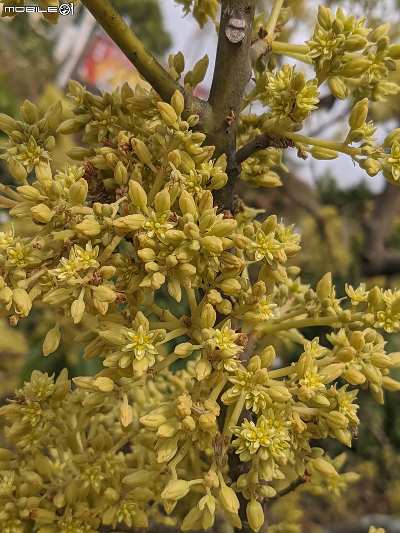 黃花風鈴木 台南市東區林森路二段 03/15