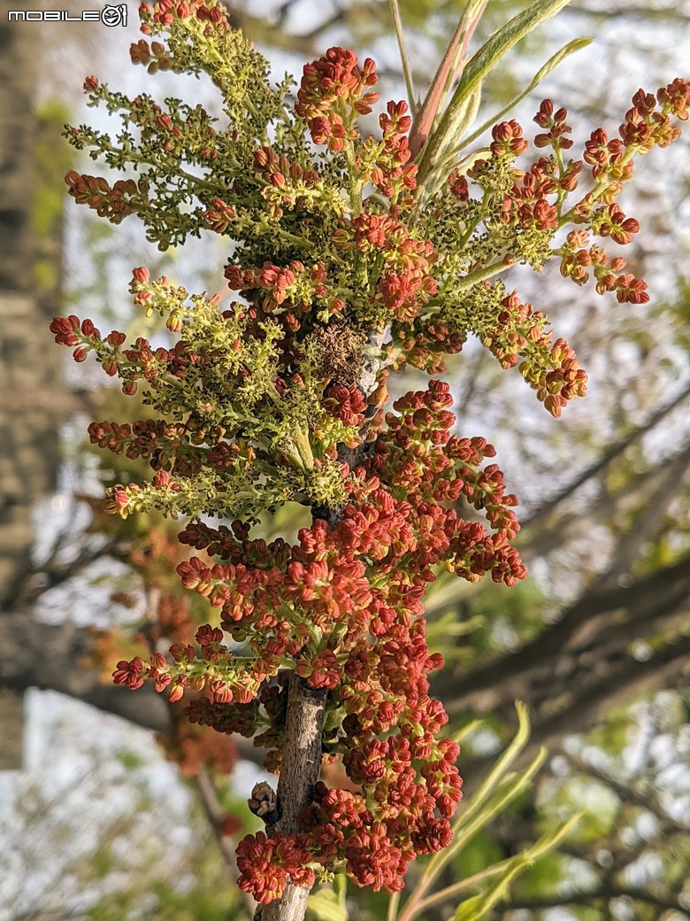 黃花風鈴木 台南市東區林森路二段 03/15