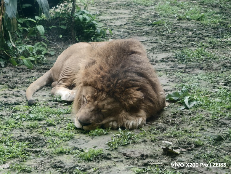 X200 Pro 動物園攝影心得feat. S25 Ultra