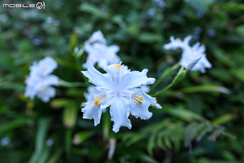 用RF24mm f/1.4L VCM拍下粉紅櫻花林，超夢幻！
