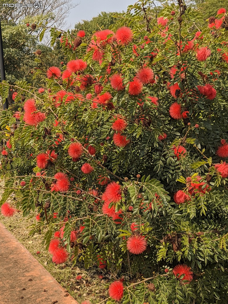 紅千層+玉米+紅絨球+煙火花 台南市新市區新市生態休閒公園 03/08