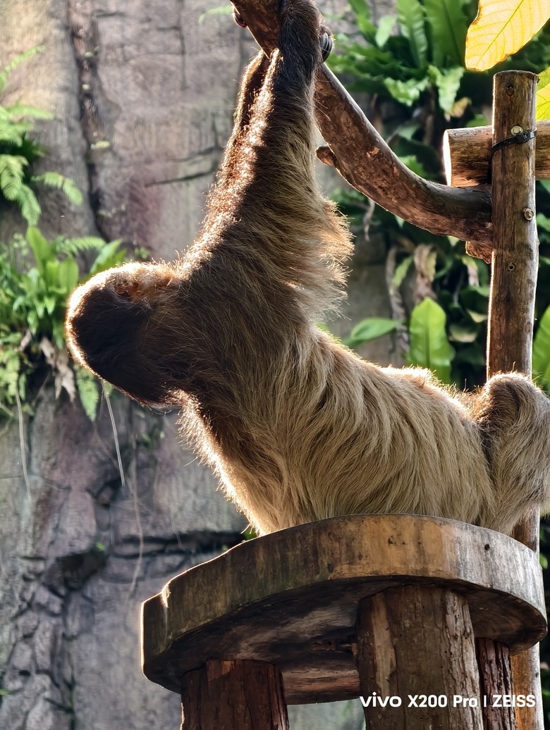 X200 Pro 動物園攝影心得feat. S25 Ultra