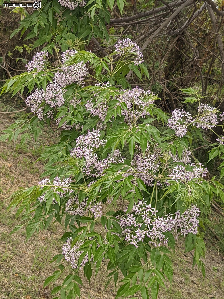 黃花風鈴木 台南市東區林森路二段 03/15