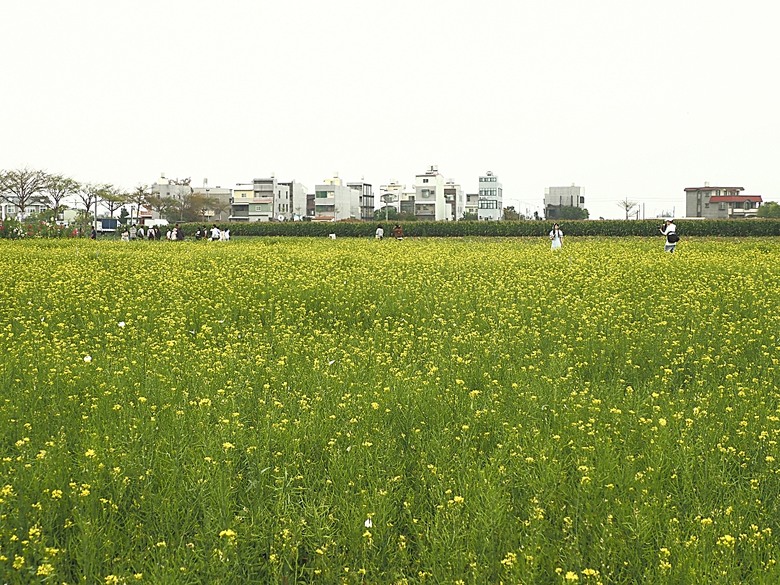 2025學甲蜀葵花文化節、新營波光節與2024 漫月美行動，附掛清安意麵與銀峰冰菓室 — 北臺南藝文活動大彙集