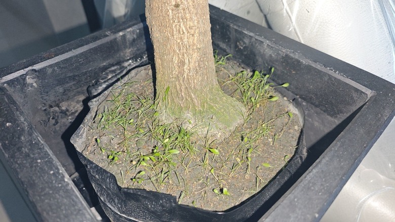 [分享] 盆栽綠化再綠化 - 苔蘚初體驗