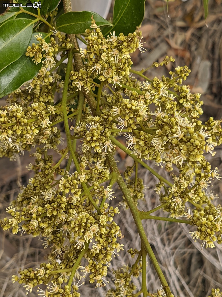 黃花風鈴木 台南市東區林森路二段 03/15