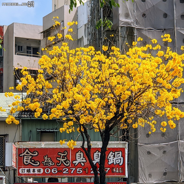 黃花風鈴木 台南市東區林森路二段 03/15