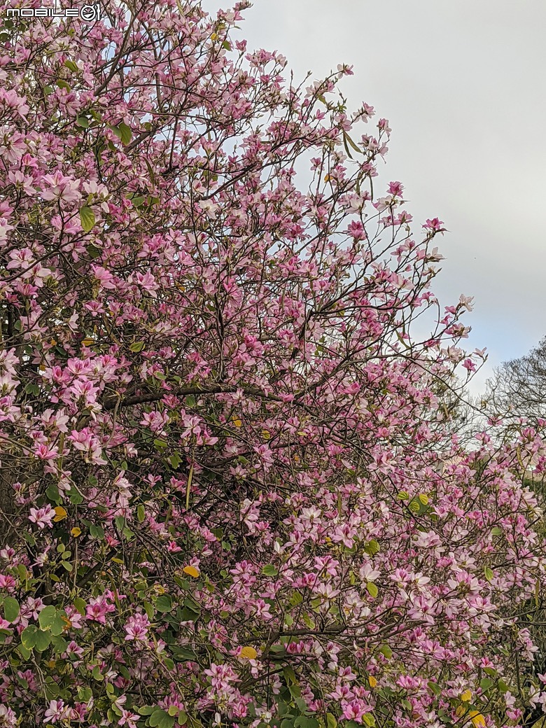 黃花風鈴木 台南市東區林森路二段 03/15