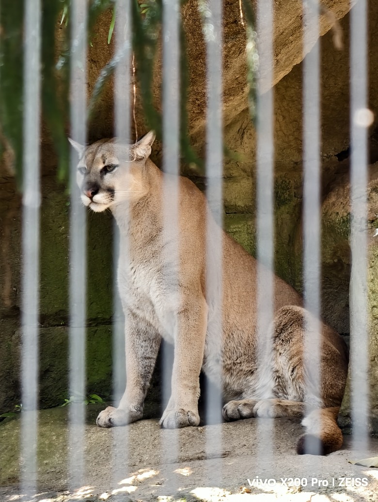 X200 Pro 動物園攝影心得feat. S25 Ultra