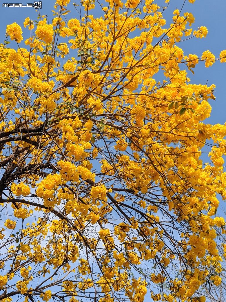 黃花風鈴木 台南市東區林森路二段 03/15