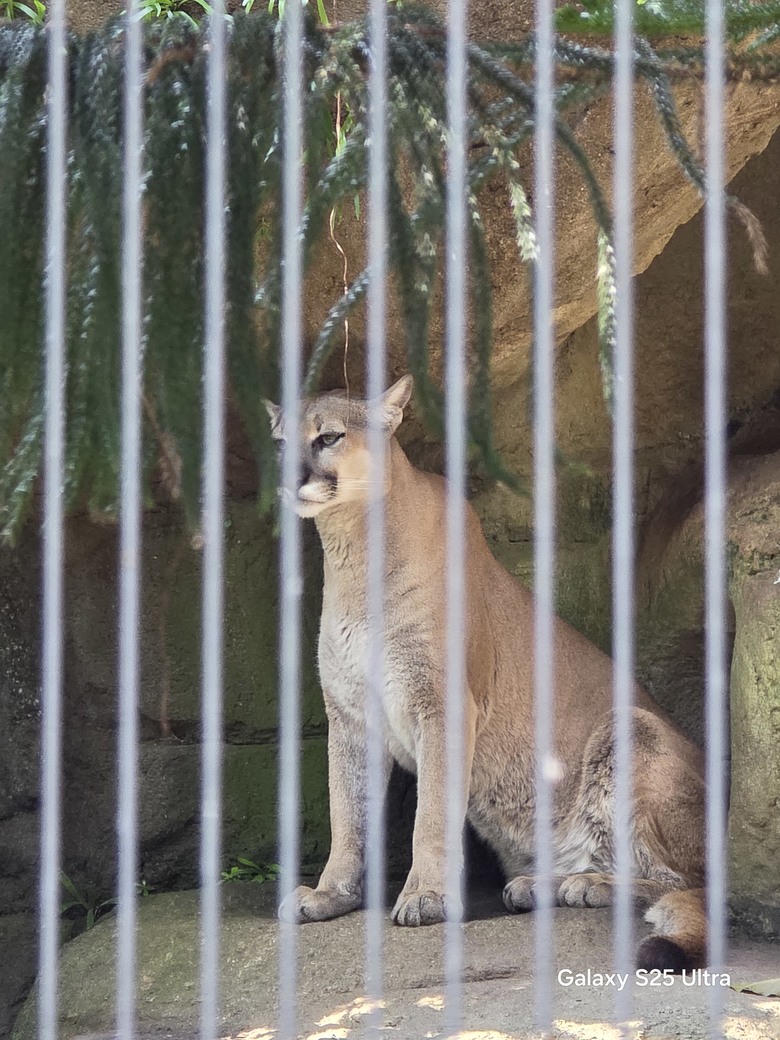 X200 Pro 動物園攝影心得feat. S25 Ultra