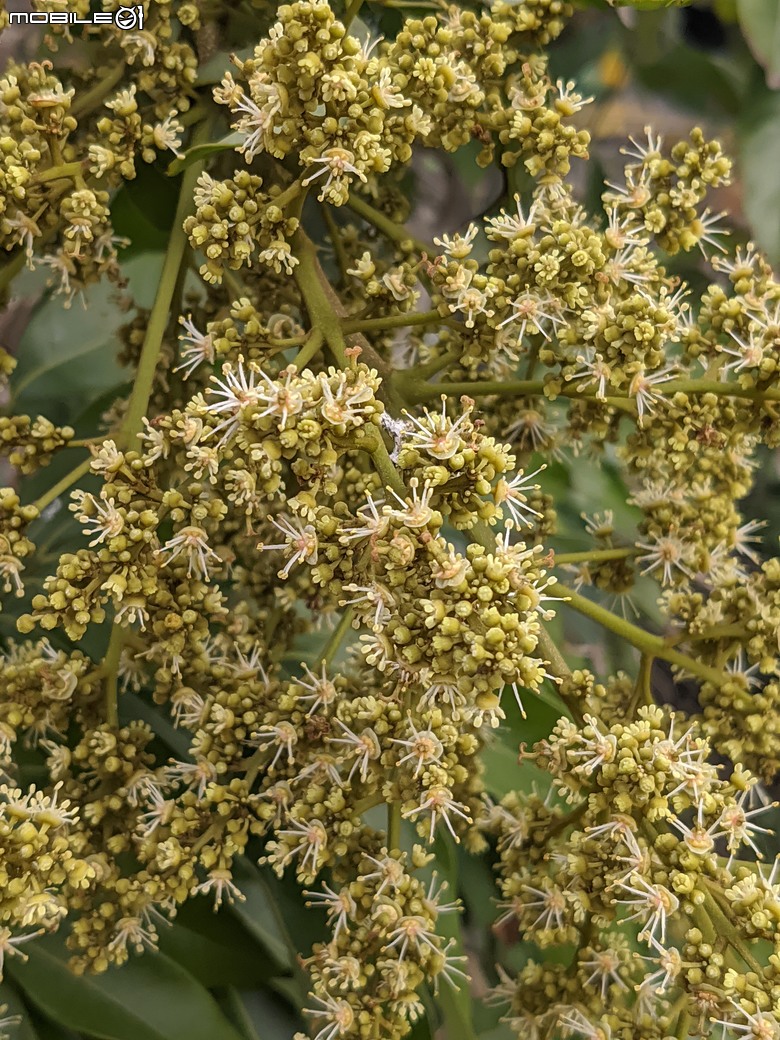 黃花風鈴木 台南市東區林森路二段 03/15