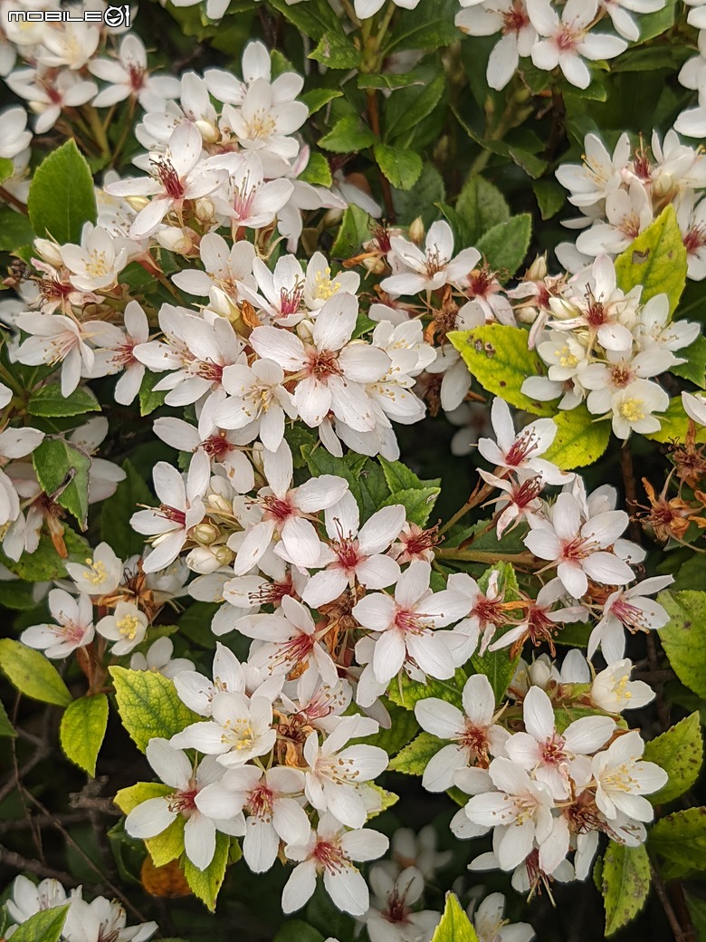 黃花風鈴木 台南市東區林森路二段 03/15