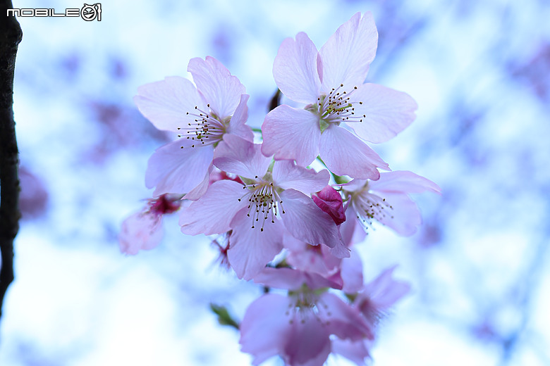用RF24mm f/1.4L VCM拍下粉紅櫻花林，超夢幻！