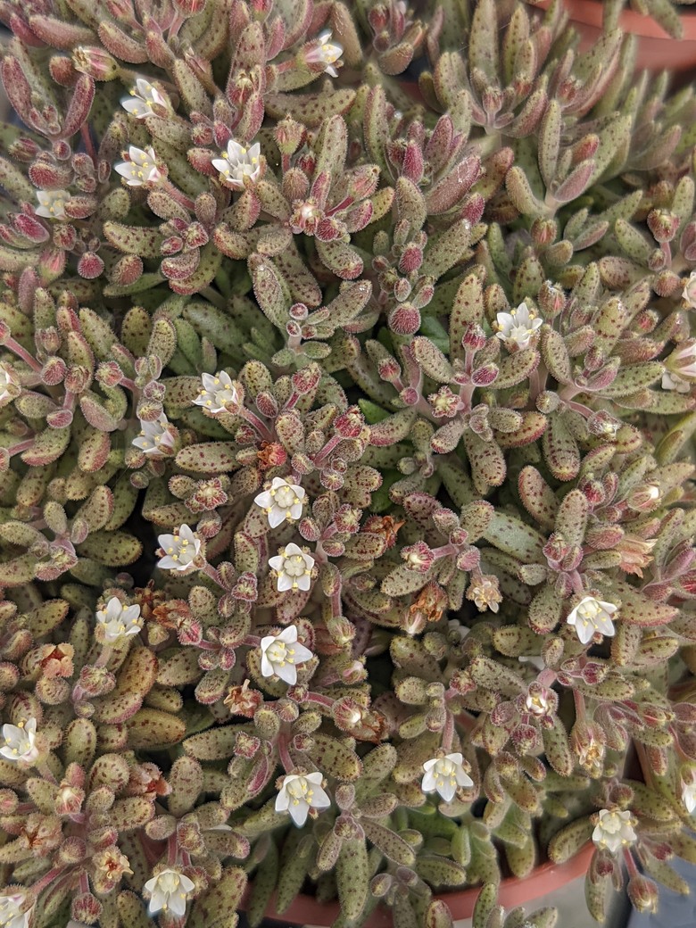多肉植物開花 台南市歸仁區七甲花卉區 03/15
