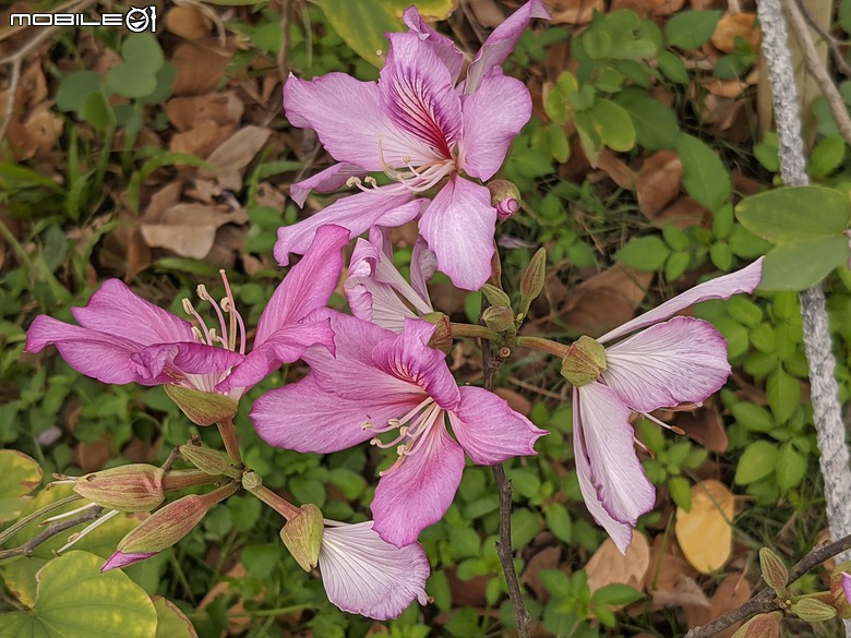 黃花風鈴木 台南市東區林森路二段 03/15
