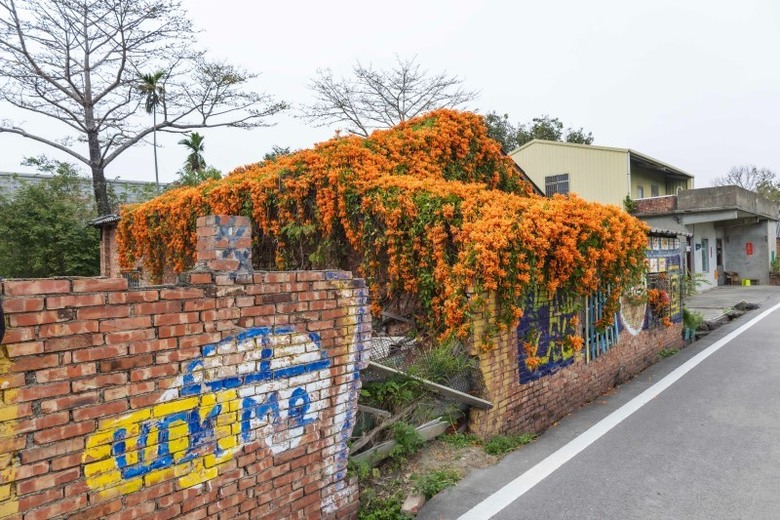 2025中部炮仗花懶人包!5處人氣壯觀花海 帶你看盡橘紅花瀑