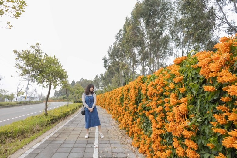 2025中部炮仗花懶人包!5處人氣壯觀花海 帶你看盡橘紅花瀑