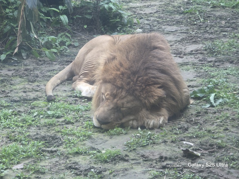 X200 Pro 動物園攝影心得feat. S25 Ultra
