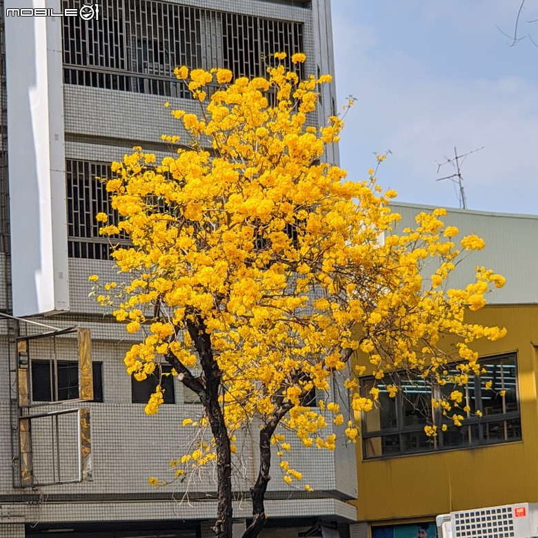 黃花風鈴木 台南市東區林森路二段 03/15