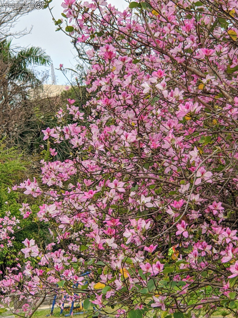 黃花風鈴木 台南市東區林森路二段 03/15