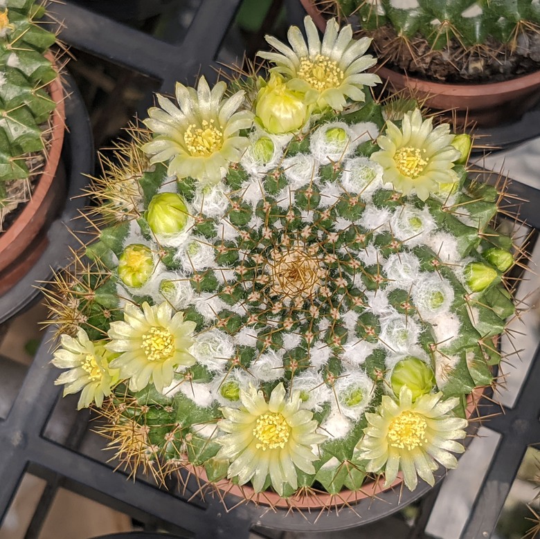 多肉植物開花 台南市歸仁區七甲花卉區 03/15