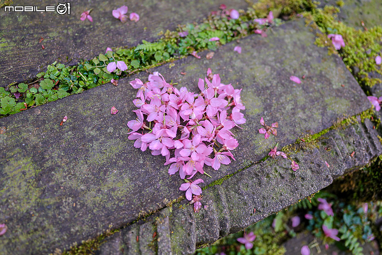 用RF24mm f/1.4L VCM拍下粉紅櫻花林，超夢幻！