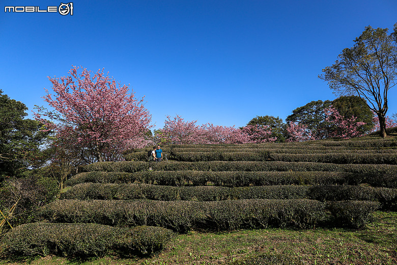用RF24mm f/1.4L VCM拍下粉紅櫻花林，超夢幻！
