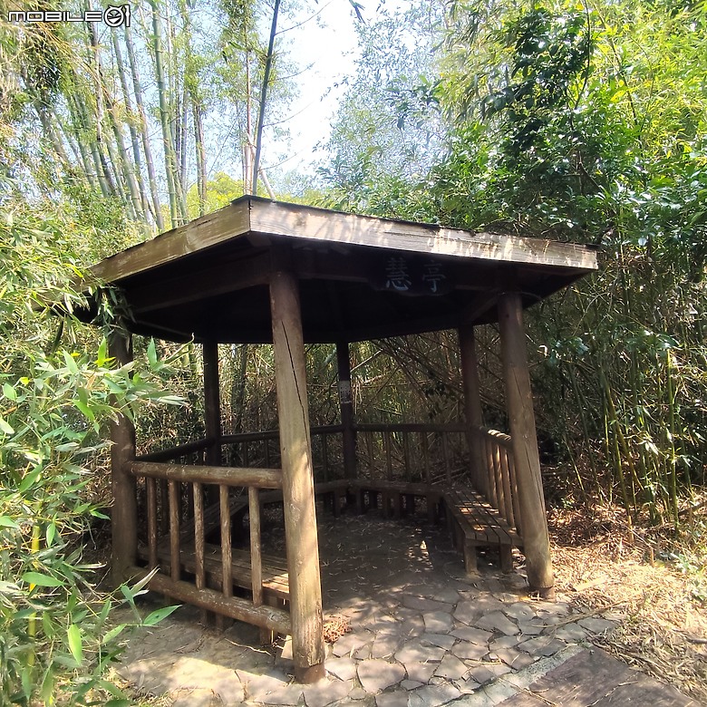 點我看大圖 后里區鳳凰山步道+觀音山步道,竹林綠蔭豐富不怕曬的步道!
