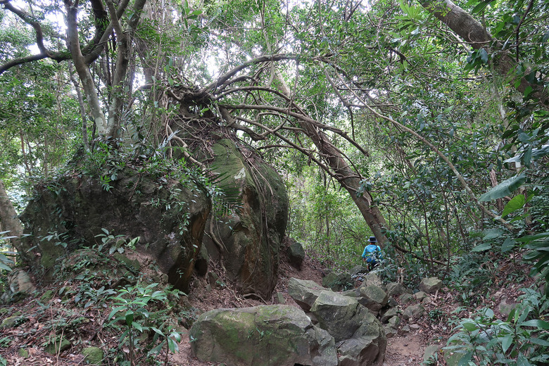 【雙石縱走】從桃園石門山走到新竹石牛山一日兩座小百岳