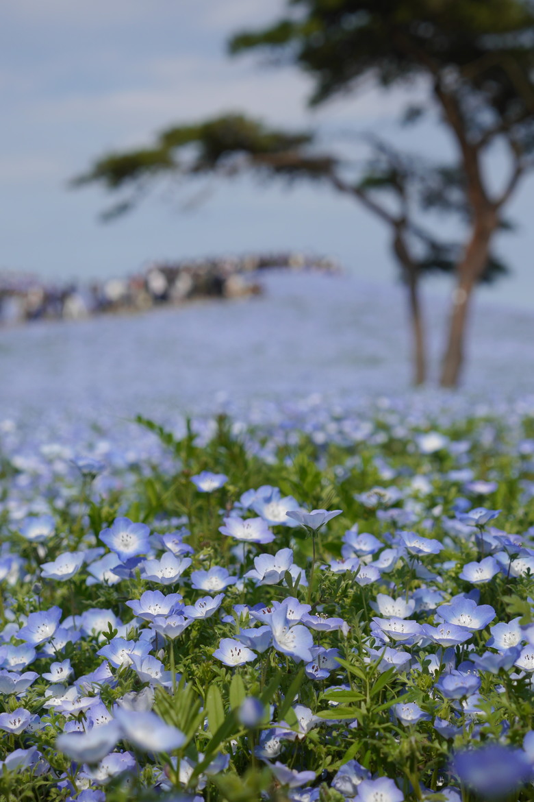 茨城縣 國營常陸海濱公園