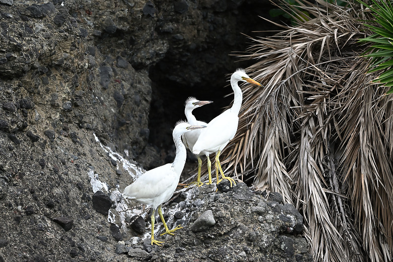 點我看大圖 Nikon Z5II紀錄淡色型和暗色型岩鷺親鳥育雛三隻幼鳥,和高字塔黃腹山雀,最難得三仙台拍到松鴉。