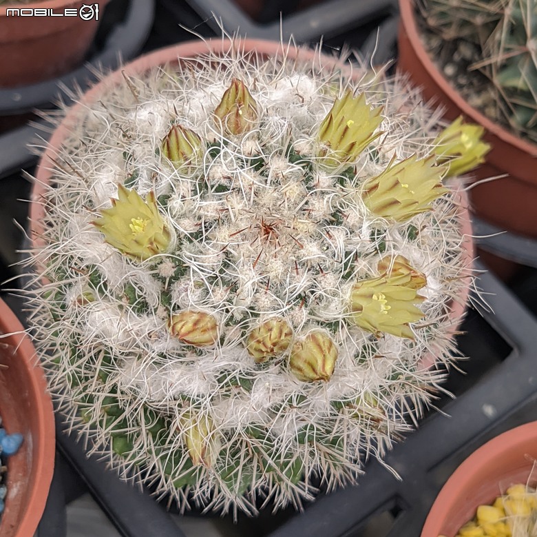 多肉植物開花 台南市歸仁區七甲花卉區 04/06