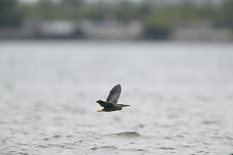 點我看大圖 Nikon Z5II紀錄淡色型和暗色型岩鷺親鳥育雛三隻幼鳥,和高字塔黃腹山雀,最難得三仙台拍到松鴉。