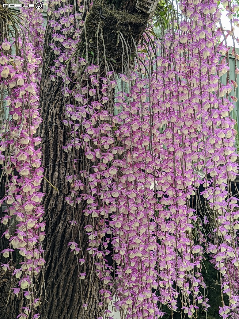 石斛蘭+百香果+曼陀羅+白水木 台南市新化合凱休閒農園 04/20