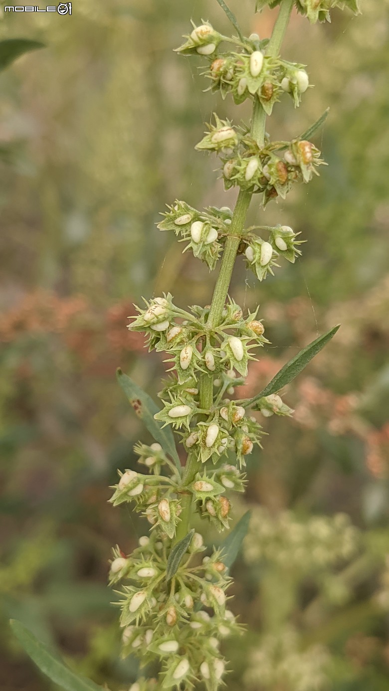 銀鱗金鈴木+龍眼花+西洋接骨木+咖哩樹... 04/05