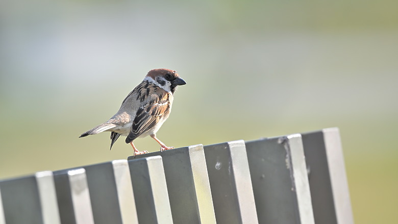 點我看大圖 Nikon Z5II紀錄淡色型和暗色型岩鷺親鳥育雛三隻幼鳥,和高字塔黃腹山雀,最難得三仙台拍到松鴉。