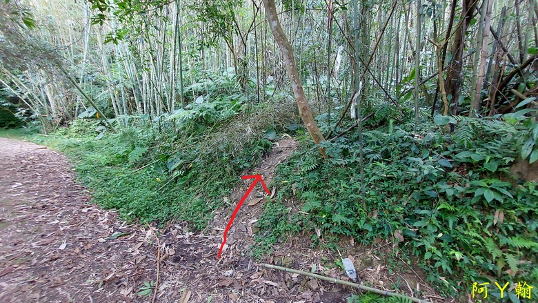 【郊山縱走】奮進向上行 謹慎下坡走 金牌縱走