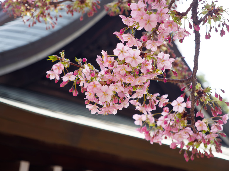[福岡]鬧市中的櫛田神社